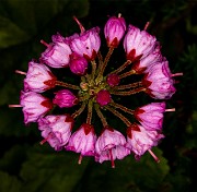 Phyllodoce empetriformis - Red Mountain Heather 20-0337